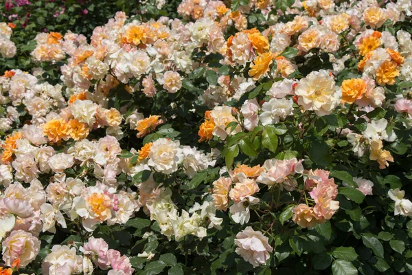 Blühende Schöne Bunte Rosen Als Floraler Hintergrund — Stockfoto