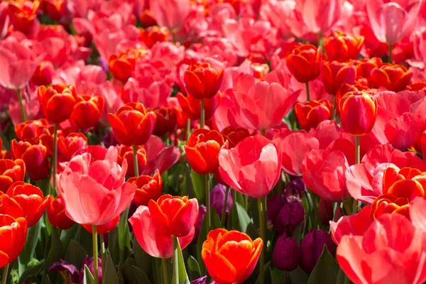 Blühende Bunte Tulpenblumen Garten Als Floraler Hintergrund — Stockfoto