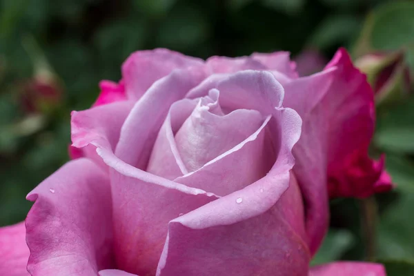 Beautiful Fresh Roses Close View — Stock Photo, Image