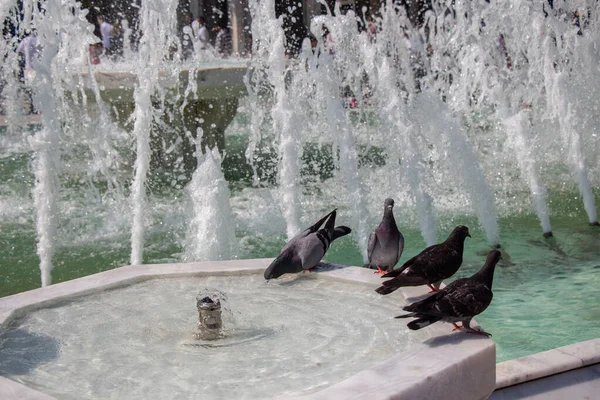 Palomas Sedientas Beben Agua Día Caluroso Fuente — Foto de Stock