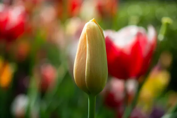 春天花园中美丽的五彩缤纷的郁金香花 — 图库照片