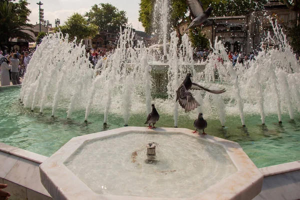 Pombos Sedentos Bebem Água Dia Quente Fonte — Fotografia de Stock