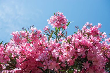 Güneşli bir günde pembe çiçeklere yakın çekim. Romantik ve güzel