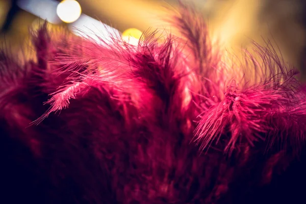 Beautiful Colorful Bird Feathers Decorative Purposes — Stock Photo, Image