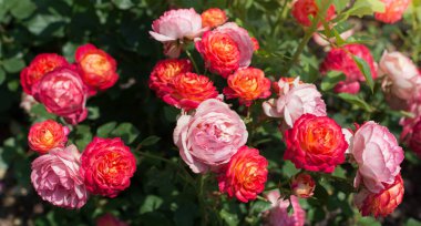 Bahar bahçesinde çiçek açan güzel güller