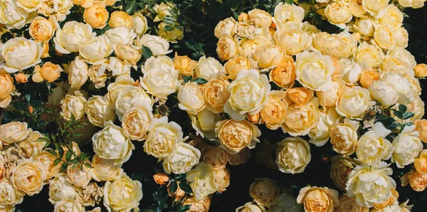 Florecientes Hermosas Rosas Colores Como Fondo Floral — Foto de Stock