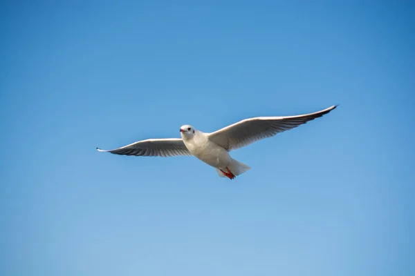 Seabird seagull is flying in sky as freedom concept