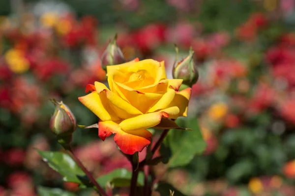 Hermosa Flor Rosa Colorida Fondo Del Jardín — Foto de Stock