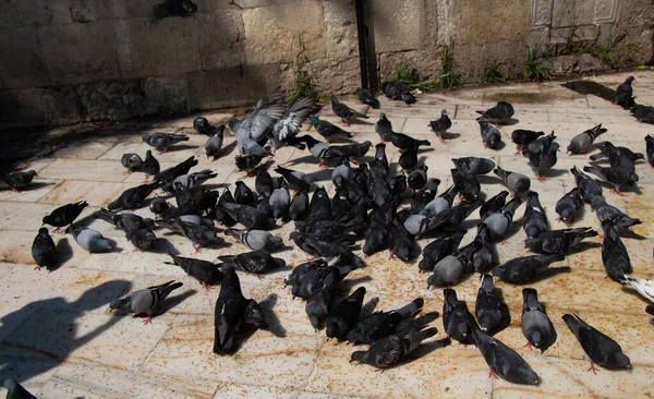 Lovely pigeon birds feed in an urban environment