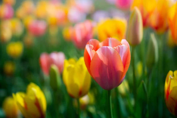 Belle Fleur Tulipes Colorées Printemps Jardin — Photo