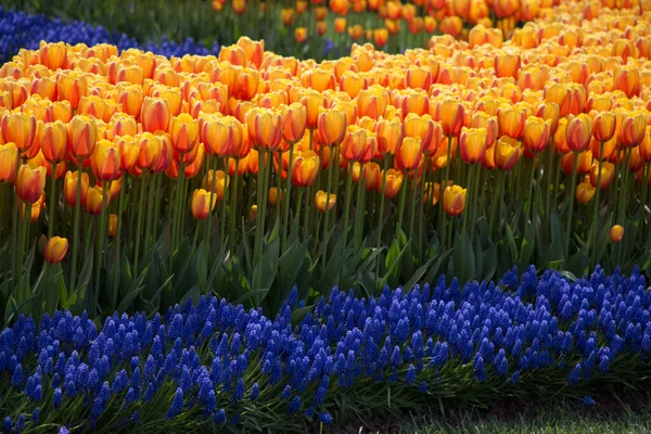 Pomarańczowy Kolor Tulipany Kwitną Wiosną Ogrodzie — Zdjęcie stockowe