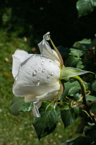 Ανθίζοντας Όμορφο Πολύχρωμο Τριαντάφυλλο Μπουμπούκι Στον Κήπο Φόντο — Φωτογραφία Αρχείου