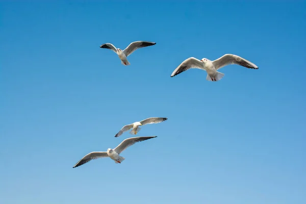 Seagull Flying Sea Istanbul Urban Environment — Stock Photo, Image