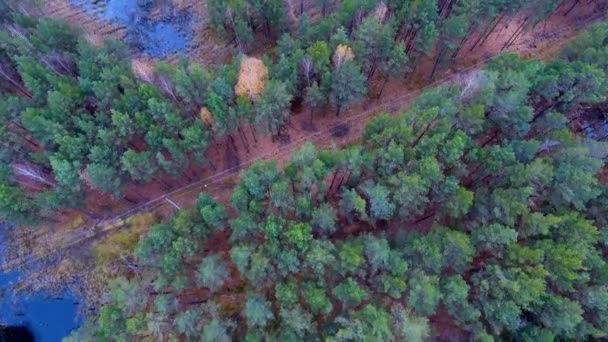 Dichte bossen met moeras- en hoogspanning hoogspanningsleidingen. Luchtfoto bovenaanzicht. Elektrische energie gaat door dichte, zware gebieden. — Stockvideo