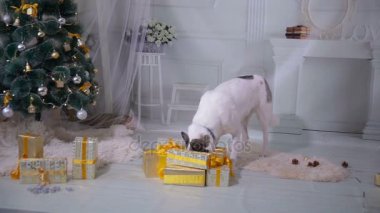 Husky köpek tatma Noel hediyeleri. Komik Noel durum.