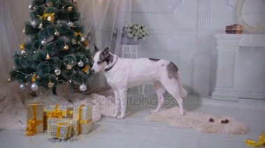Husky köpek tatma Noel ağacı. Komik Noel durum.