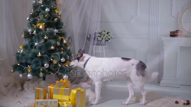 Husky perro degustación árbol de Navidad. Divertida situación de Navidad . — Vídeos de Stock