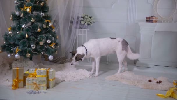 Vicces Husky kutya keres valamit, ásni a karácsonyfa alatt. — Stock videók