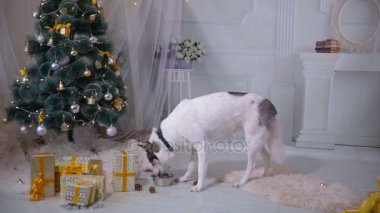 Köpek içme suyu, bir akşamdan kalma yeni yıl kutlama sonra acı.