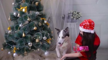 Yeni yıl kutlamaları sırasında onu husky köpek Noel ağacı yakınındaki bir hediye veren bir kız.