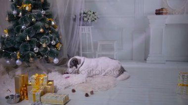 Siberian dış yapraklar açılış Hediyelik Noel Noel ağacı yakınındaki.