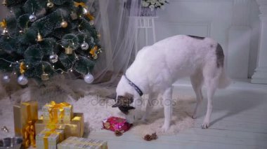 Siberian dış yapraklar açılış Hediyelik Noel Noel ağacı yakınındaki.