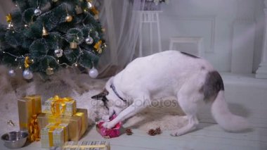 Köpek yakınındaki bir Hediyelik Noel süsleri yakınındaki yeni yıl kutlamaları sırasında paketini açmalısınız.