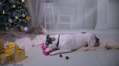 Yeni yıl hediye Noel ağacı yakınındaki ile oynayan köpek.