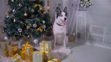 Yeni yıl ağacı, yakınındaki güzel husky köpek Noel hediyelerini korur.