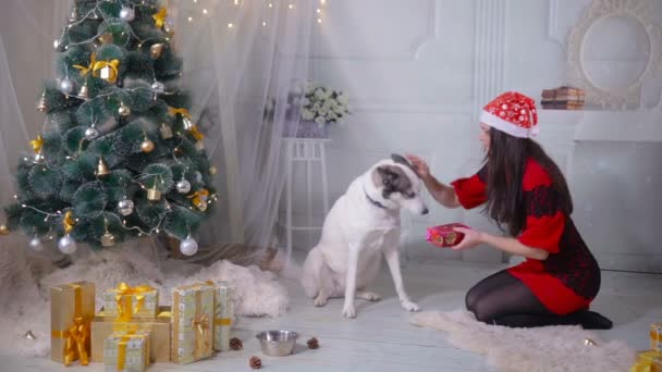 Uma menina dando um presente para seu cão husky perto da árvore de Natal durante a celebração do ano novo . — Vídeo de Stock
