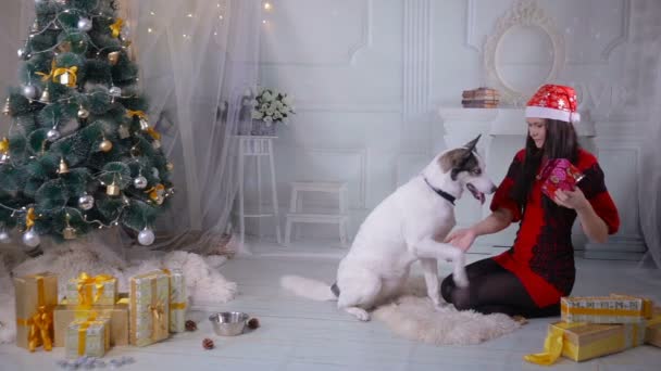 Egy lány ad ajándékba neki husky kutya közelében karácsonyfa alatt újév ünnepe. — Stock videók