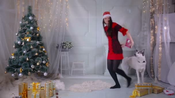 Mujer joven jugando con el perro cerca del árbol de Navidad . — Vídeos de Stock