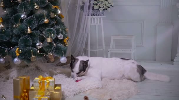 Siberische husky opening geschenk in de buurt van kerst kerstboom. — Stockvideo