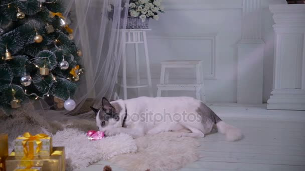 Dog unpacks a gift near near christmas Decorations during New year celebration. — Stock Video