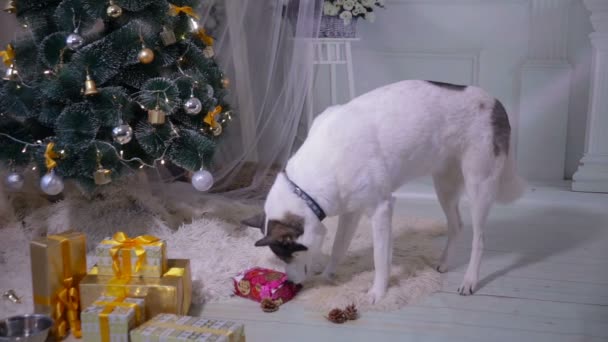 Siberische husky opening geschenk in de buurt van kerst kerstboom. — Stockvideo