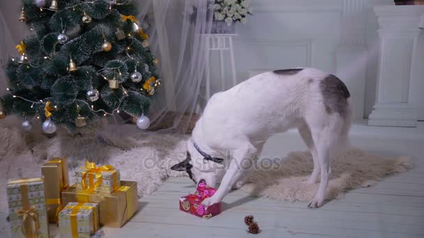 Hond spelen met Nieuwjaar cadeau in de buurt van de kerstboom. — Stockvideo