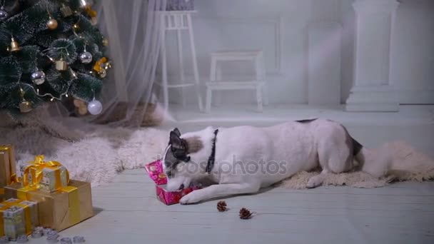 新年の贈り物クリスマス ツリーの近くで遊ぶ犬. — ストック動画