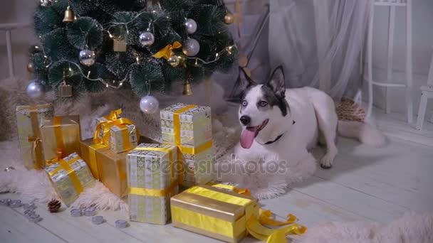 Αξιολάτρευτο μεγαλόσωμος σκύλος κοντά στο δέντρο το νέο έτος, φύλακες χριστουγεννιάτικα δώρα. — Αρχείο Βίντεο