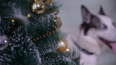 Yeni yıl ağacı, yakınındaki güzel husky köpek Noel hediyelerini korur. Yakın çekim.