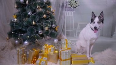 Noel dekorasyon iç köpek. Noel ağacı oturma odasında yakın evde beslenen hayvan yalan.