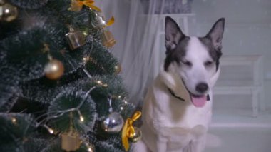 Noel dekorasyon iç köpek. Noel ağacı oturma odasında yakın evde beslenen hayvan yalan.