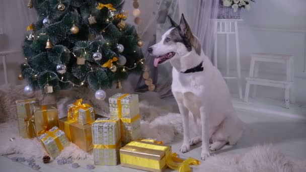 Perro en la decoración navideña del interior. Mascotas se encuentra cerca del árbol de Navidad en la sala de estar . — Vídeos de Stock