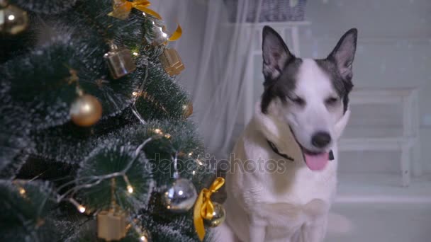 Cão na decoração de Natal do interior. Pet fica perto da árvore de Natal na sala de estar . — Vídeo de Stock