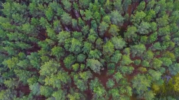 Воздушный вид на зеленый лес. — стоковое видео