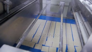 Konveyör hareket bisküvi. Kurabiye, kraker bisküvi üretim hattı.