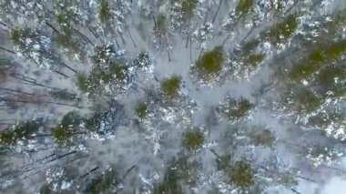 Anteni: Uçuş kış orman yukarıda. Pines karla kaplı. Üstten Görünüm.