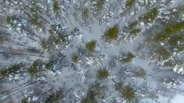 上面的冬季森林。白雪覆盖的森林上空的空中飞行. — 图库视频影像