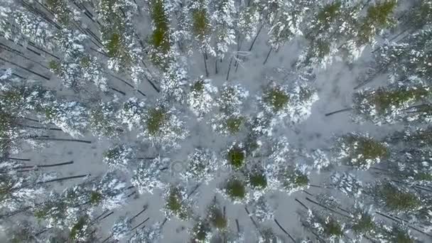 Anteni: Uçuş kış orman yukarıda. Pines karla kaplı. Üstten Görünüm. — Stok video