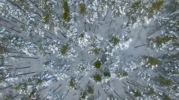 Kış orman yukarıdan. Karla kaplı orman üzerinde hava uçuş. — Stok video