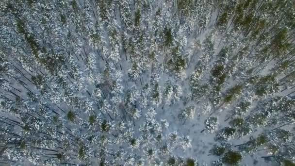 4 k. a téli erdő a fenti. Antenna, top view. — Stock videók
